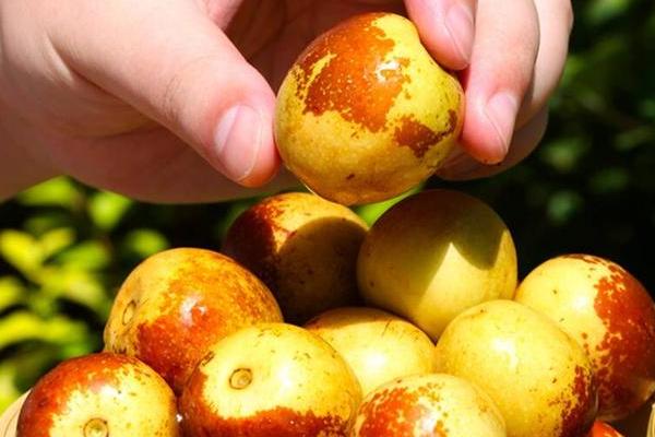 冬枣可以保存多长时间,如何保存