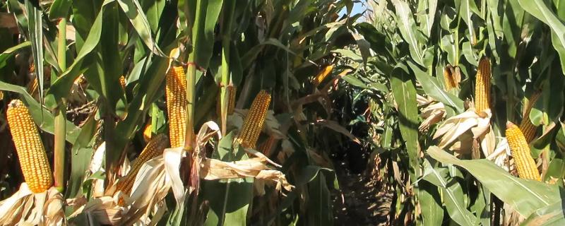 齐民玉6号玉米种特点和性能，适合哪里种植，产量如何