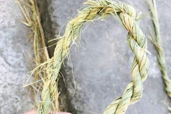 芦丁鸡发酵床制作方法，芦丁鸡冬天怎么做窝