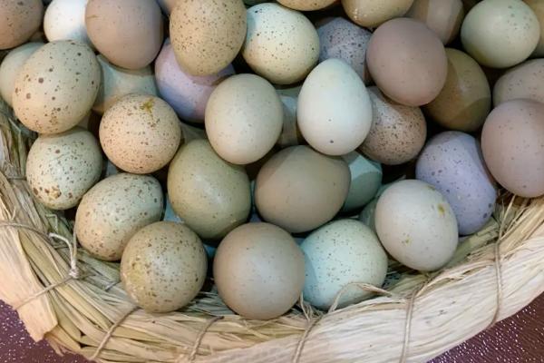 芦丁鸡孵化湿度,芦丁鸡如何孵化