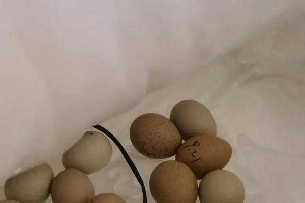 芦丁鸡孵化湿度,芦丁鸡如何孵化