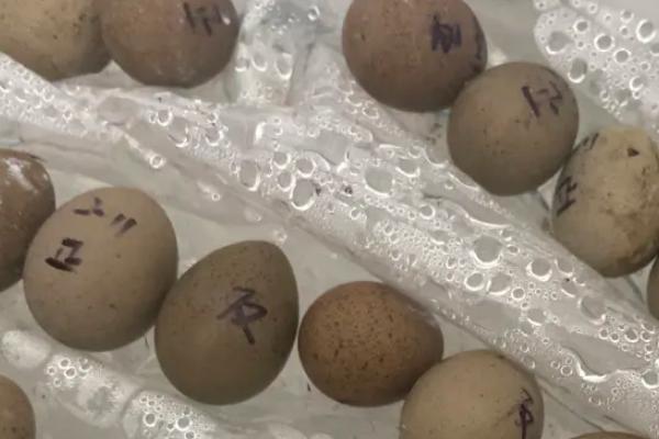 芦丁鸡孵化湿度,芦丁鸡如何孵化