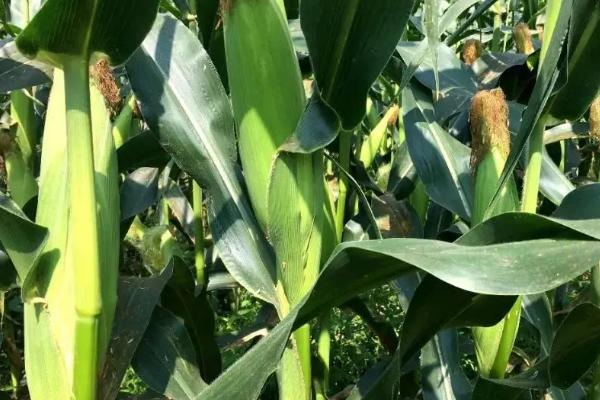 齐民玉6号玉米种特点和性能,适合哪里种植,产量如何