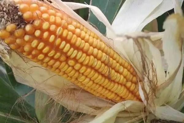 齐民玉6号玉米种特点和性能,适合哪里种植,产量如何