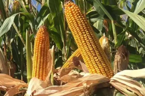 齐民玉6号玉米种特点和性能,适合哪里种植,产量如何