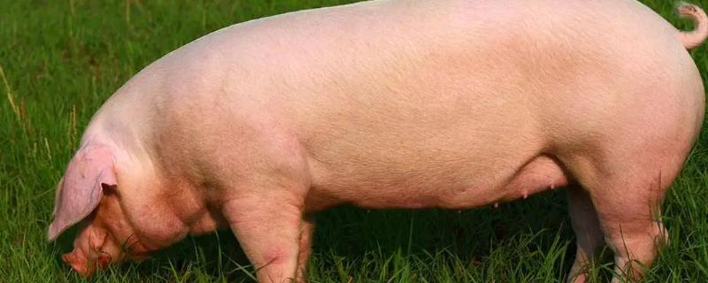 母猪一般晚上几点产仔,母猪产仔一般需要多长时间