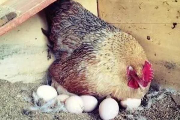 小鸡一般要养几个月可以吃,养几个月可以下蛋