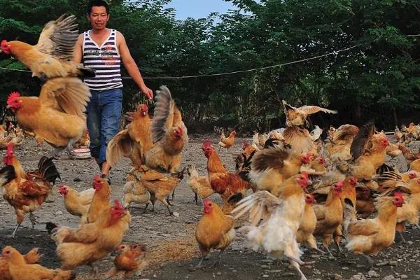 小鸡一般要养几个月可以吃,养几个月可以下蛋