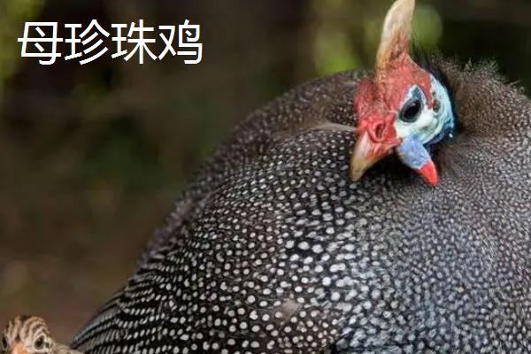 珍珠鸡怎么分公母,好养吗,肉质如何?一般几个月开始下蛋