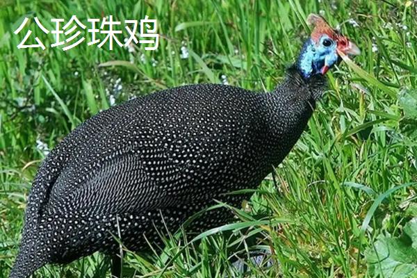 珍珠鸡怎么分公母,好养吗,肉质如何?一般几个月开始下蛋