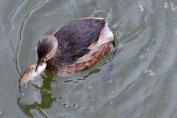 野鸭子怎么可以抓到,小野鸭能不能养活