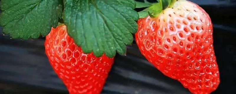 草莓的农药残留检测,草莓是什么季节的水果