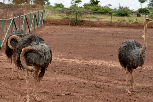 养殖鸵鸟需要注意什么，附养殖方法