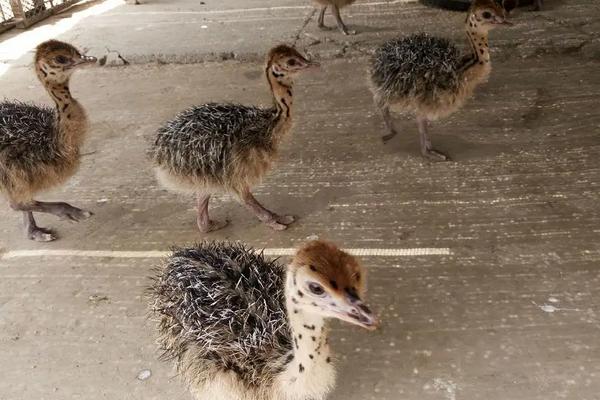 养殖鸵鸟需要注意什么，附养殖方法