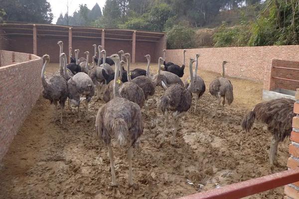 养殖鸵鸟需要注意什么，附养殖方法