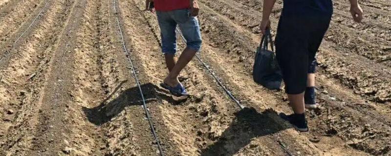 土壤活化剂使用方法，活化剂的作用和原理