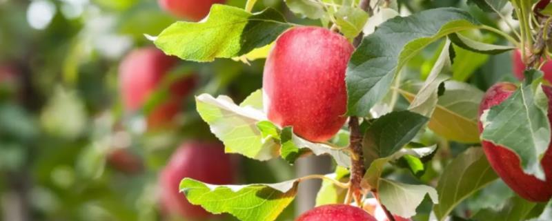 不套袋苹果新品种,苹果为什么要套袋