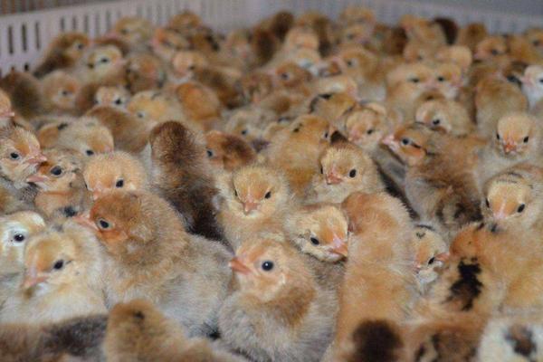 土鸡养殖方法,怎样辨别土鸡