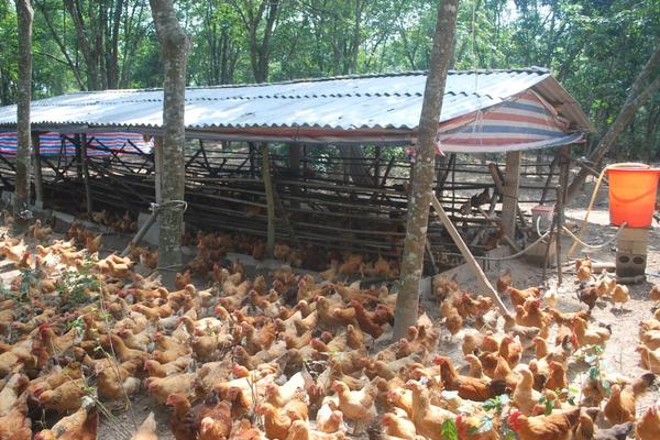 土鸡养殖方法,怎样辨别土鸡