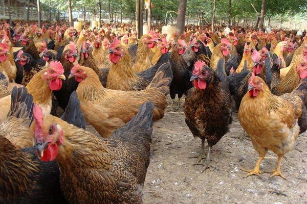 土鸡养殖方法,怎样辨别土鸡