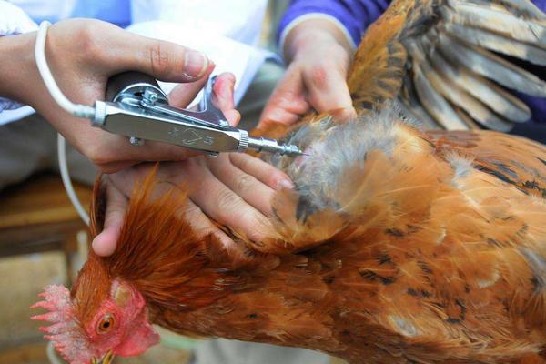 土鸡养殖方法,怎样辨别土鸡