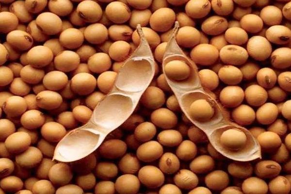 圣豆5号大豆品种,适合哪里种植,产量如何