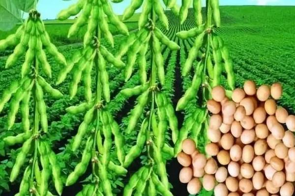圣豆5号大豆品种,适合哪里种植,产量如何