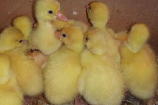 小鹅怎么养几天就死了，如何饲喂