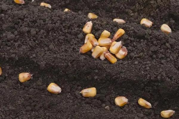 甜玉米种植技术与管理，丙炔氟草胺对玉米安全吗