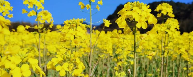 油菜打什么药可以增产，油菜种植方法