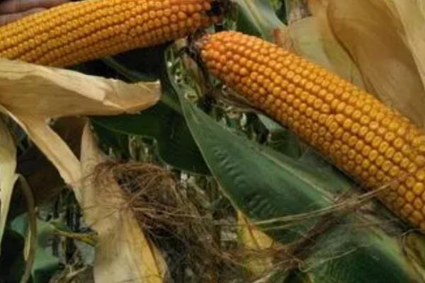 敦玉810玉米品种介绍,适合哪里种植,产量如何