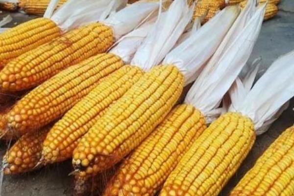 敦玉810玉米品种介绍,适合哪里种植,产量如何