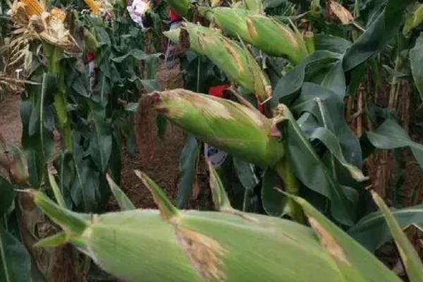 同玉808玉米新品种,适合哪里种植,产量如何