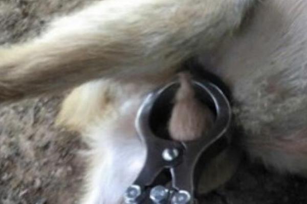 羊阉正确方法,为什么要阉