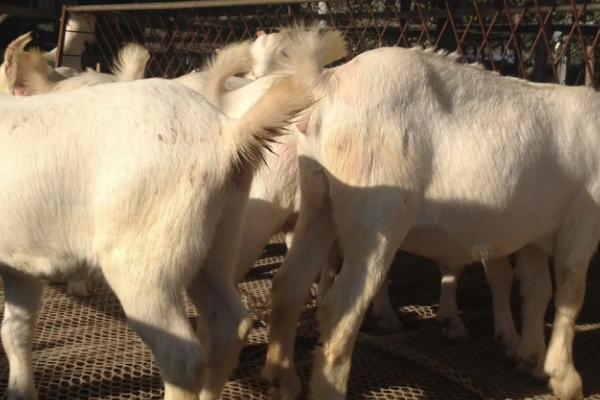 羊阉正确方法,为什么要阉