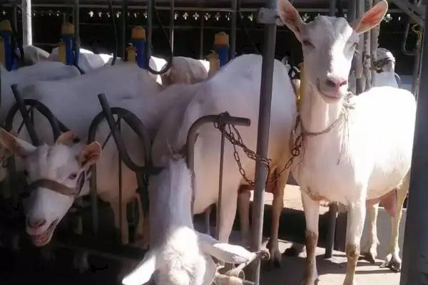 羊阉正确方法,为什么要阉