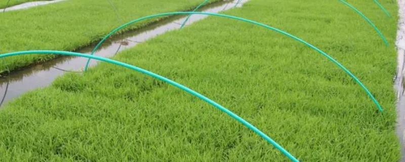 一亩地用多少育秧盘，育秧盘的苗期管理