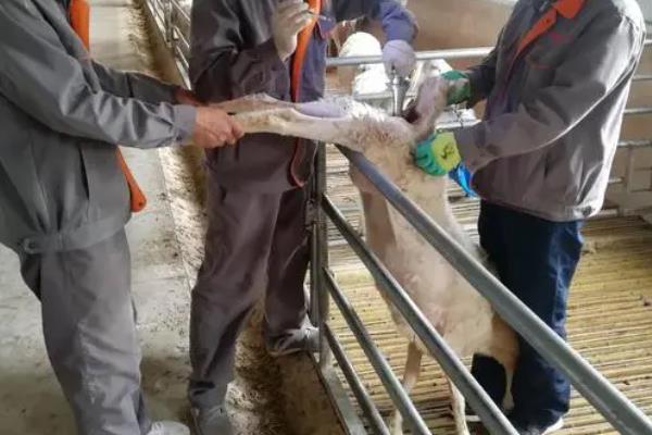 羊几个月生产一次，羊如何人工授精