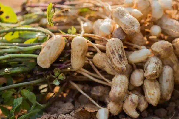 花生是忌氯作物吗，忌氯作物可以用低氯的肥料吗