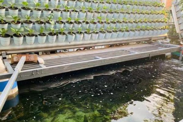 鱼菜共生养殖技术，鱼菜共生是不是必须要虹吸