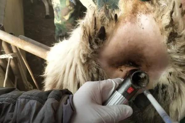 羊多久繁殖一次,羊如何人工授精