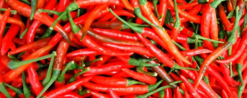 小米椒亩产量一般多少斤，小米椒如何存放