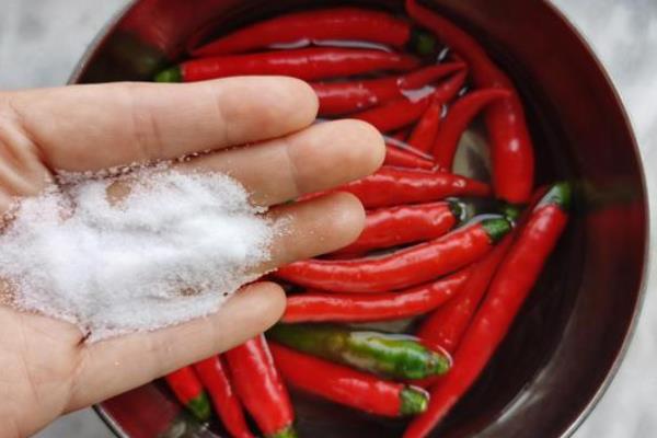 小米椒亩产量一般多少斤，小米椒如何存放