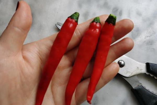 小米椒亩产量一般多少斤，小米椒如何存放