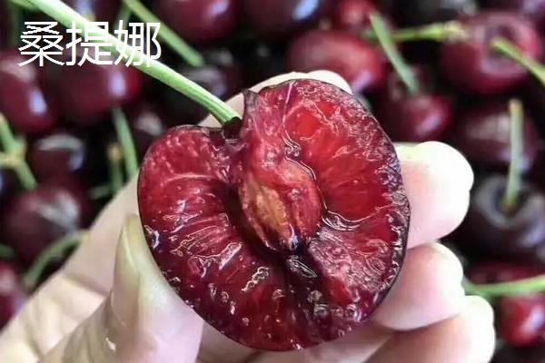 车厘子桑提娜和拉宾斯哪个好,桑提娜的缺点