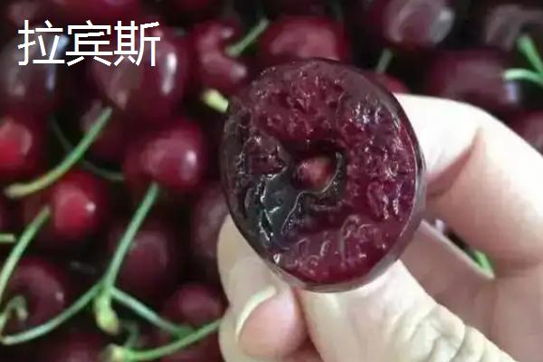 车厘子桑提娜和拉宾斯哪个好,桑提娜的缺点