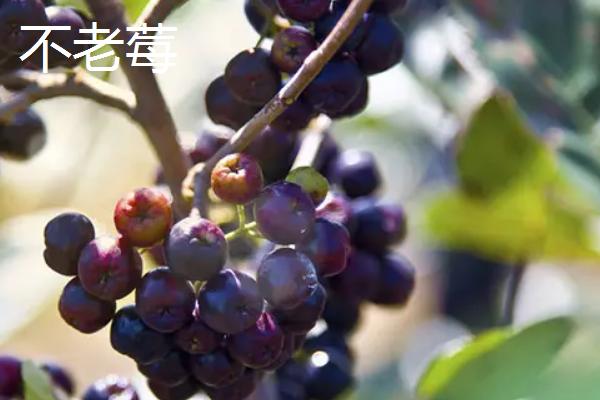 不老莓是蓝莓吗,蓝莓几月份成熟