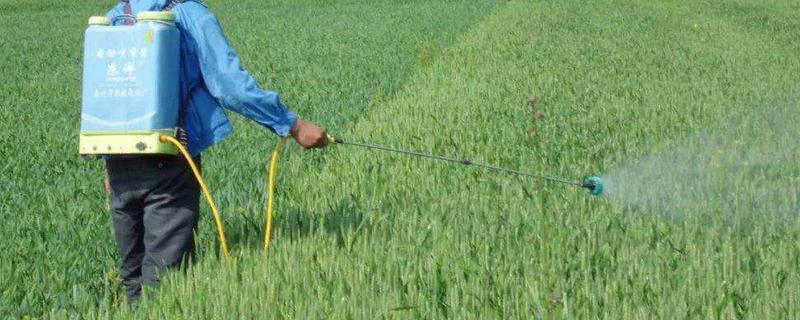 小麦除草剂能和杀菌剂同时使用吗,小麦除草剂什么时候打合适