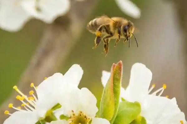 猕猴桃授粉方法，猕猴桃种植几年可以挂果