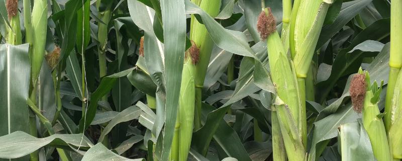 航科787玉米种抗病产量怎样，附简介